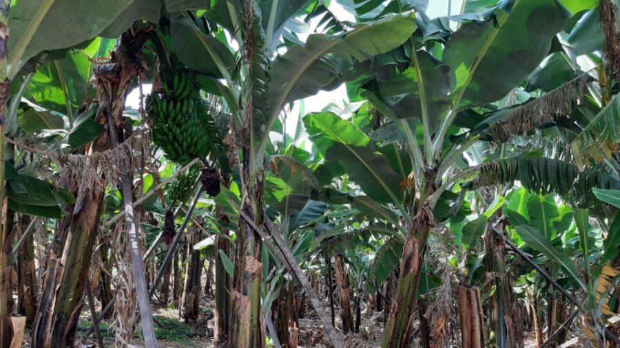 Madeira: Private Banana Farm Tour with Pickup - Visit a Local Banana Farm in Funchal