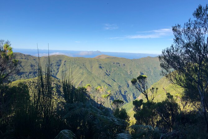 Madeira: Private Guided Walk Vereda Fanal PR13 - Exploring Paul da Serras Diverse Terrain