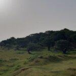 Madeira: Private Tour of Fanal Forest - Walking Through the Ancient Trees of Fanal Forest