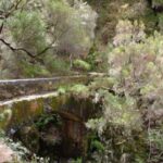 Madeira: Rabaçal Valleys 3-Hour Guided Walk - Exploring Madeira’s Laurisilva Forest and Waterfalls