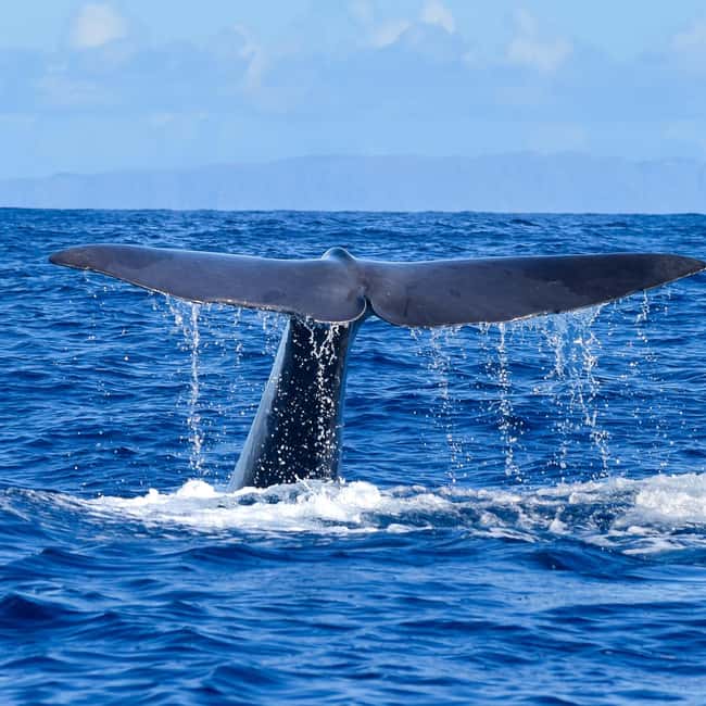 Madeira: Responsible Whales and/or Dolphins Watching Tour - The Marine Wildlife in Madeira’s Waters