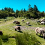 Madeira: Santana Jeep Safari and Balções Levada Walk - Pico do Areeiro: The Highest Viewpoint of Madeira