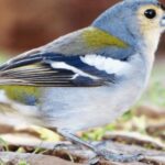 Madeira : Walking Tour-Rabaçal /25 Fontes - The Scenic Rabaçal Landscape and Laurissilva Forest