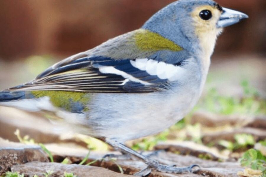 Madeira : Walking Tour-Rabaçal /25 Fontes - The Scenic Rabaçal Landscape and Laurissilva Forest