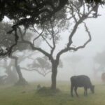 Madeira: Westside Achadas Cruz, Moniz, Seixal and Fanal - Exploring Porto Moniz’s Natural Sea Pools