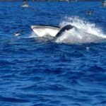 Madeira: Whale Watching Tour by Stenella - Starting Point at Porto de Recreio da, Calheta