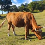 Madeira: Where the Sea Meets the Sky: Tour of the West - Starting at the Cabo Girão Cliff for Breathtaking Views