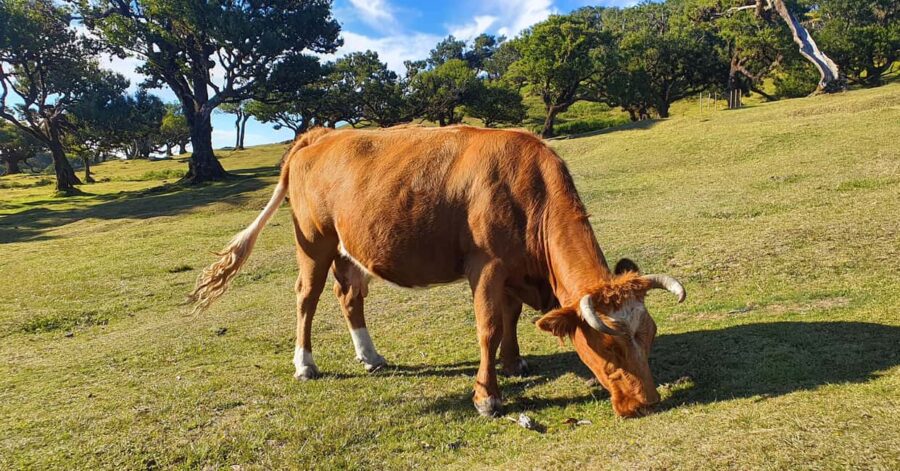 Madeira: Where the Sea Meets the Sky: Tour of the West - Starting at the Cabo Girão Cliff for Breathtaking Views