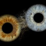 Madrid: Discover the colors of your iris with printing included - The Artistic Power of Iris Macro Photography