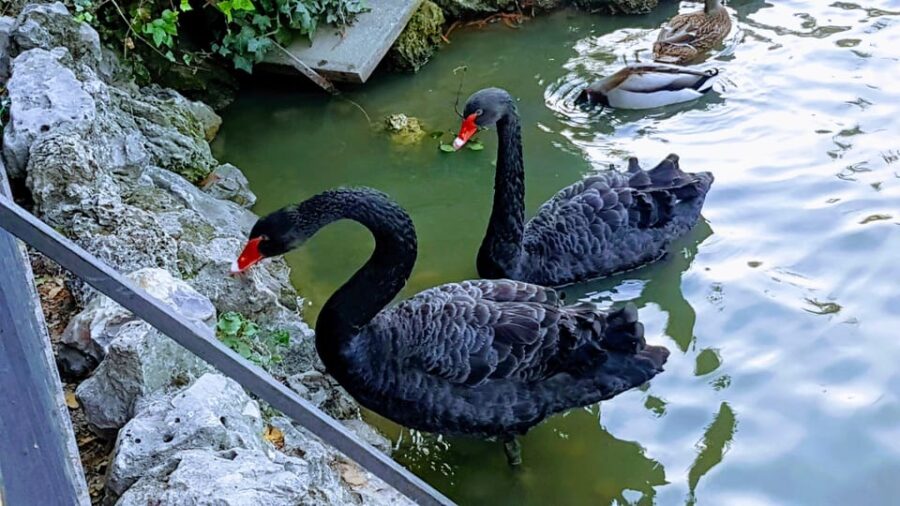 Madrid: Retiro Park Guided Tour with a Photographer - Starting Point at Plaza de la Independencia