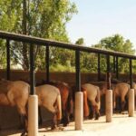 Madrid: Sierra de Guadarrama Horseback Riding Experience - Starting Point and How to Find It in Los Molinos