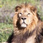 Madrid: Zoo Aquarium Madrid Ticket - Exploring the Extensive Grounds in Madrid’s Casa de Campo