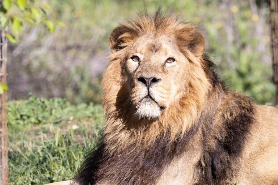 Madrid: Zoo Aquarium Madrid Ticket - Exploring the Extensive Grounds in Madrid’s Casa de Campo