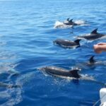 Magic Dolphin Celebrity - The Unique Sailing Experience on Magic Dolphin Celebrity Catamaran