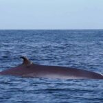 Magic Dolphin Sea Safaris - The Speedboat Fleet and Modern Upgrades in 2024