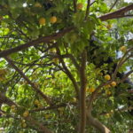 Maiori: Hiking Tour to A Lemon Farm with Lemon Tastings - Embarking at Corso Reginna and the Historic Streets of Maiori