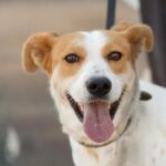 Make a dog's day and taste Greece in Skiathos - Cooking Greek Food with Maria in a Local Home