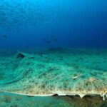 Make a private Try Dive, for your first Scuba experience! - The Dive Location: Puerto del Carmen’s Marine Life