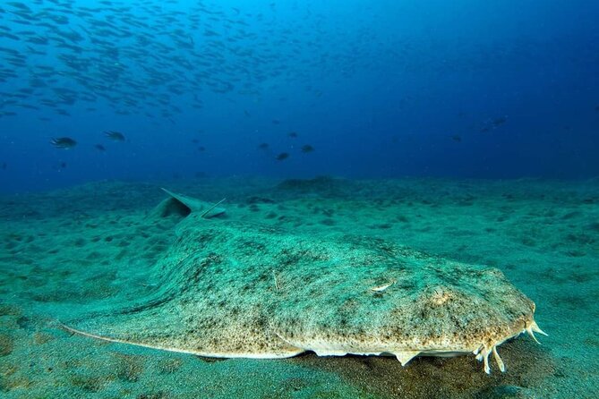 Make a private Try Dive, for your first Scuba experience! - The Dive Location: Puerto del Carmen’s Marine Life