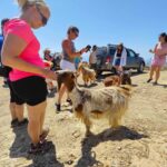Malia: Lasithi Plateau Zeus Cave Guided Tour - Scenic Drive to the Aposelemis Dam and Sfentili Village