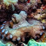 Mallorca: Adventure Diving (without a license - in the quiet off-season) - Starting at the SCUBANEO Diving Center in Mallorca