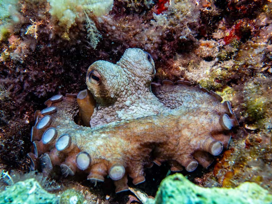 Mallorca: Adventure Diving (without a license - in the quiet off-season) - Starting at the SCUBANEO Diving Center in Mallorca