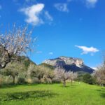 Mallorca: Almond Blossom Minivan Tour - GERMAN GUIDE - Guided Commentary and Local Stories