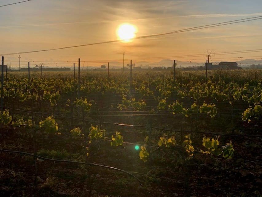 Mallorca: Bodega Butxet Vineyards & Winery Tour with Tasting - Wine Tasting Paired with Mallorcan Tapas