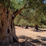 Mallorca: Day Trip to Hidden Gems of Tramuntana with Lunch - Discovering Miramar Monastery’s Stories and Gardens