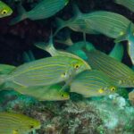 Mallorca: Discover Scuba Diving from the beach - What the Beach Dive Looks Like