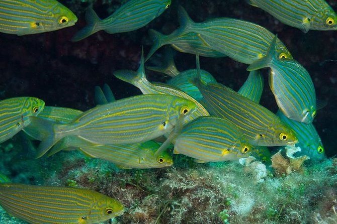 Mallorca: Discover Scuba Diving from the beach - What the Beach Dive Looks Like