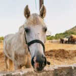 Mallorca: Horseback Riding Experience with Food Options - Starting at Ranxo Ses Roques: The Meeting Point in Alcudia