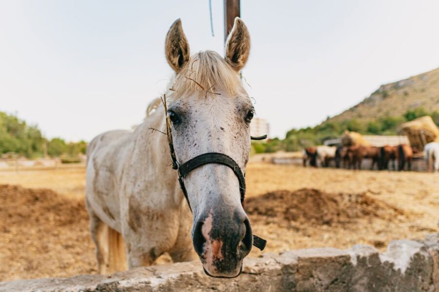 Mallorca: Horseback Riding Experience with Food Options - Starting at Ranxo Ses Roques: The Meeting Point in Alcudia