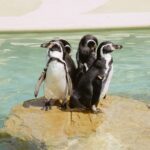 Mallorca: Marineland Tickets with Transfers from the North - Marineland Shows: Dolphins, Sea Lions, and Exotic Birds