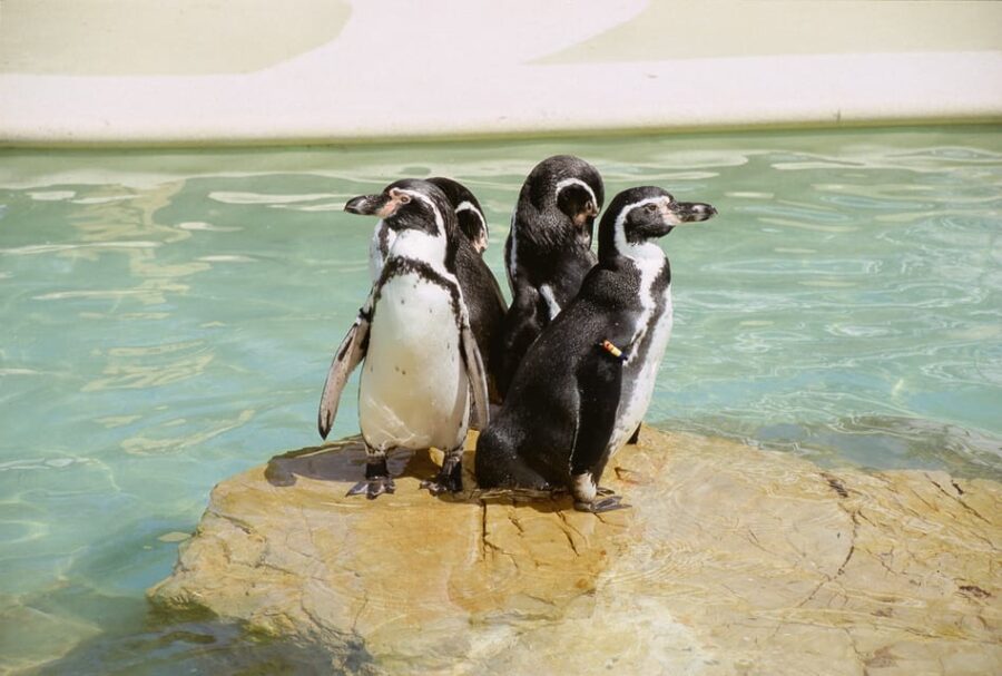 Mallorca: Marineland Tickets with Transfers from the North - Marineland Shows: Dolphins, Sea Lions, and Exotic Birds