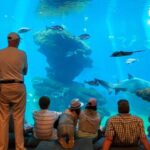 Mallorca: Palma Aquarium with Transfers, Guide & Fast Entry - Convenient Transport and Pickup from Alcúdia