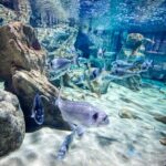 Malta National Aquarium Entrance Ticket - The Highlights of the Main Tank and Walk-Through Tunnel