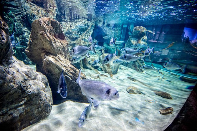 Malta National Aquarium Entrance Ticket - The Highlights of the Main Tank and Walk-Through Tunnel