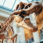 Manchester Museum Private Guided Tour with Admission - Starting Point: The University of Manchester Meeting Spot