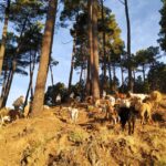 Manteigas: Serra da Estrela Shepherd Path Hike with Shepherd - Departure from Casa Cerro da Correia in Manteigas