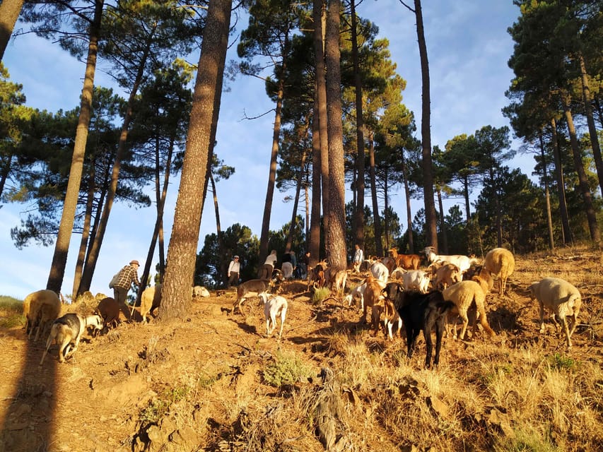 Manteigas: Serra da Estrela Shepherd Path Hike with Shepherd - Departure from Casa Cerro da Correia in Manteigas