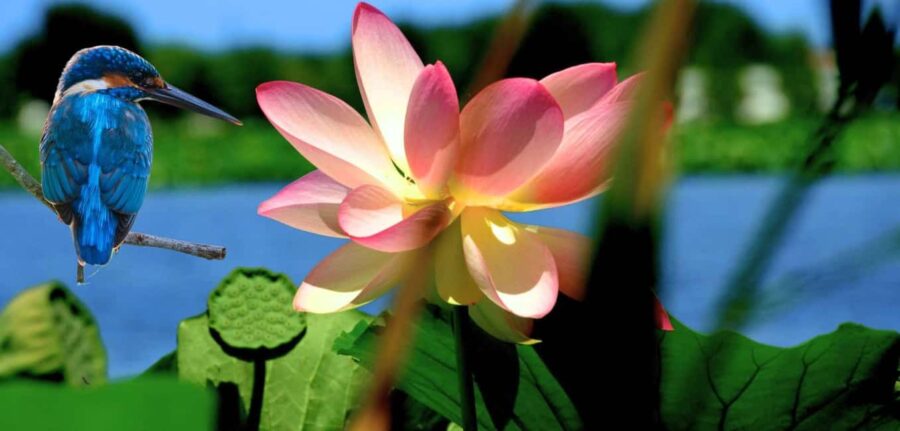 Mantua: Cruise to discover the Lotus Flowers - From the Belfiore Meeting Point to Lake Superiore