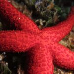 Marina Baie des Anges boat trip to the Pelagos Sanctuary - Exploring the Coastline with a Two-Hour Sailing Segment