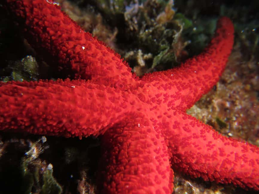 Marina Baie des Anges boat trip to the Pelagos Sanctuary - Exploring the Coastline with a Two-Hour Sailing Segment