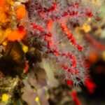 Marina di Campo: Try diving on the island of Elba - Who Should Avoid This Experience