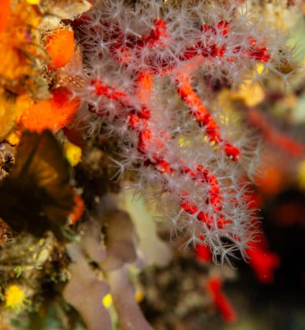 Marina di Campo: Try diving on the island of Elba - Who Should Avoid This Experience