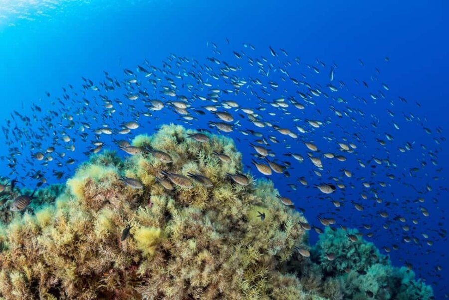 Marseille: Snorkeling and a Boat Ride - Starting Point at LAtelier de la Mer Dive Center