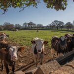 Martina Franca e-Bike tour . Visit a breeding and a dairy farm - Visiting a Morose Breeding and Dairy Farm