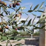 Martina Franca: Olive Oil Mill Tour & Tasting Experience - Exploring the Olive Groves of Martina Franca