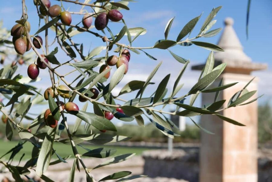 Martina Franca: Olive Oil Mill Tour & Tasting Experience - Exploring the Olive Groves of Martina Franca